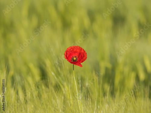 Obraz na płótnie Red Flower w salonie