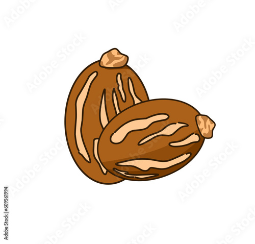 Vector illustration,castor seed or Ricinus communis, isolated on white background.