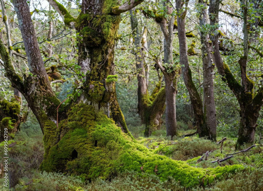 Obraz premium tree in the woods