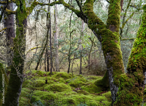 trees in the woods