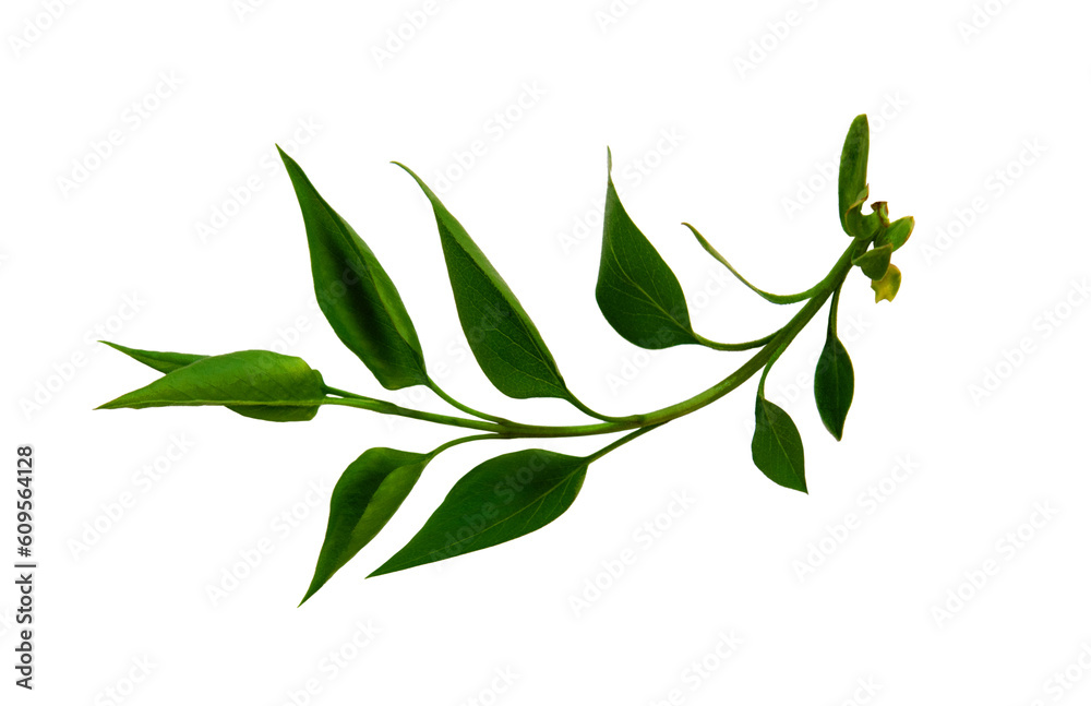 Fototapeta premium A green branch of lilac isolated on a white background. Spring tender foliage for design
