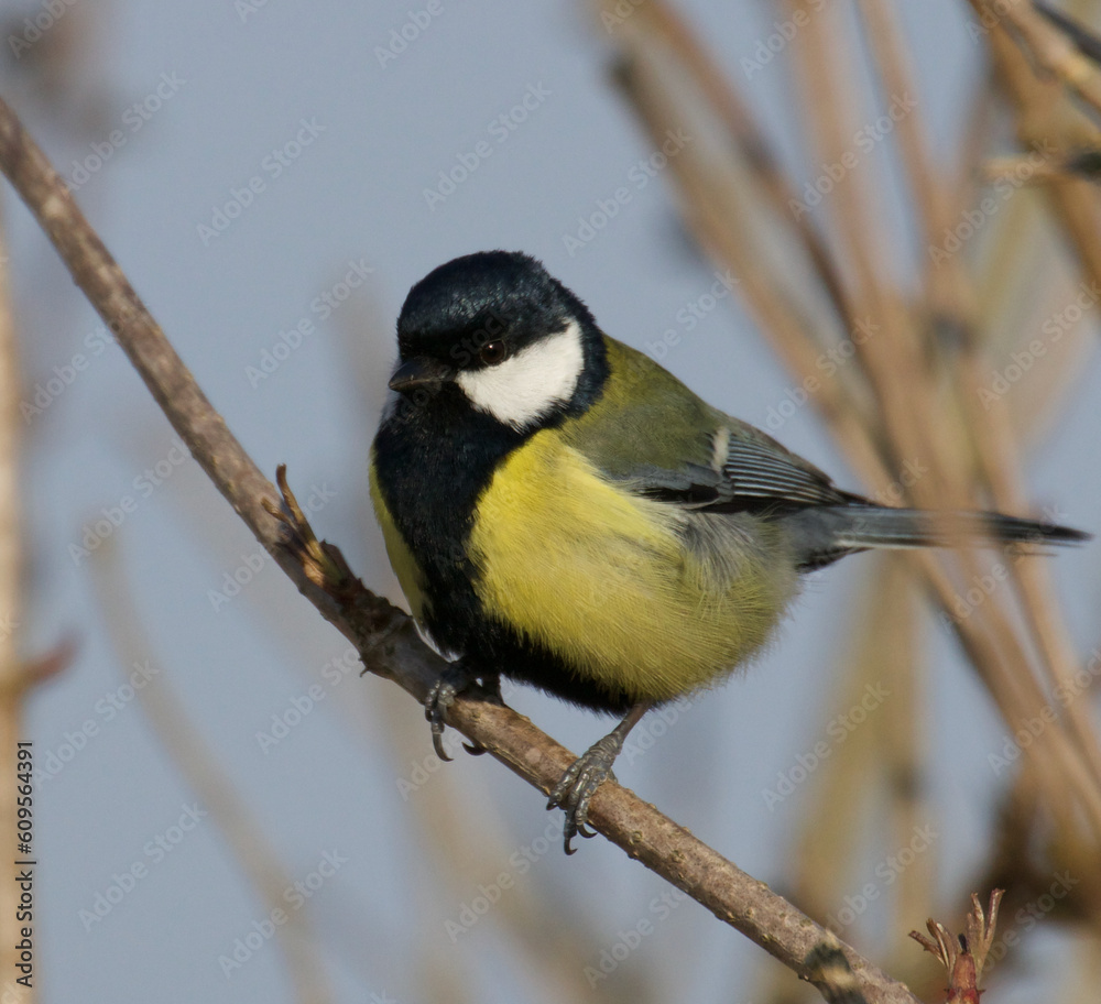 Obraz premium great tit