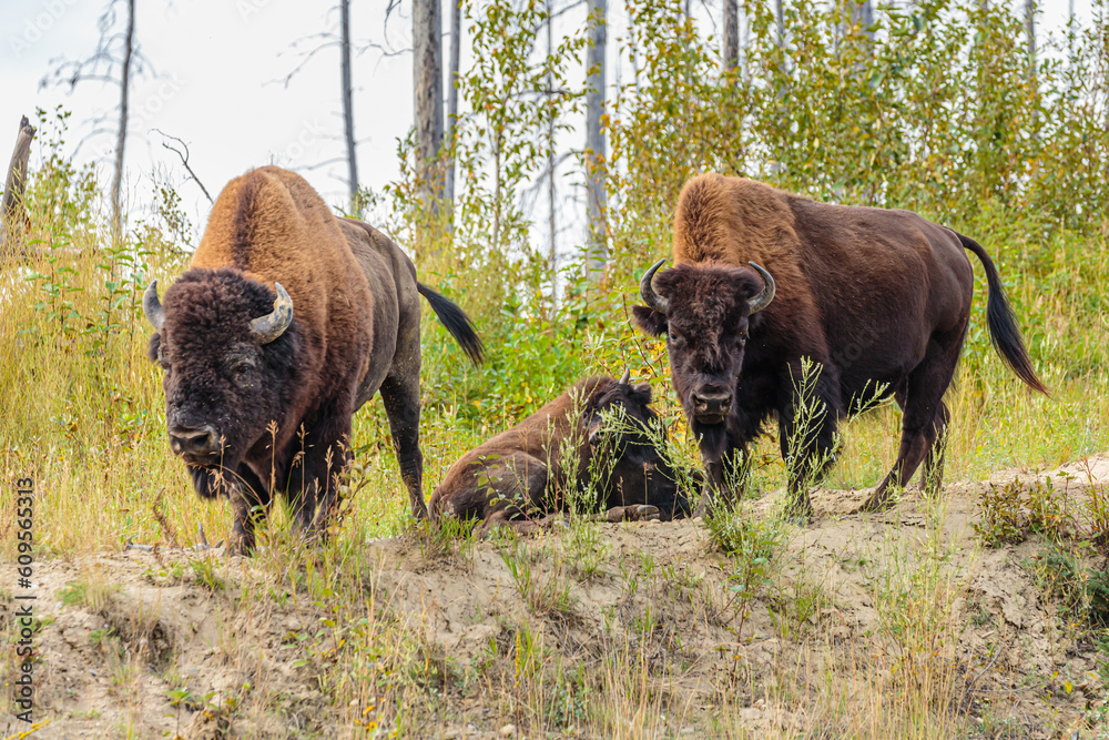 Group of three Wood Bison  (Bison bison athabascae) in forest