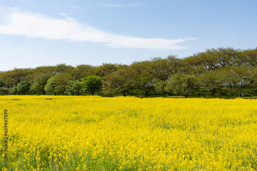 権現堂の菜の花　