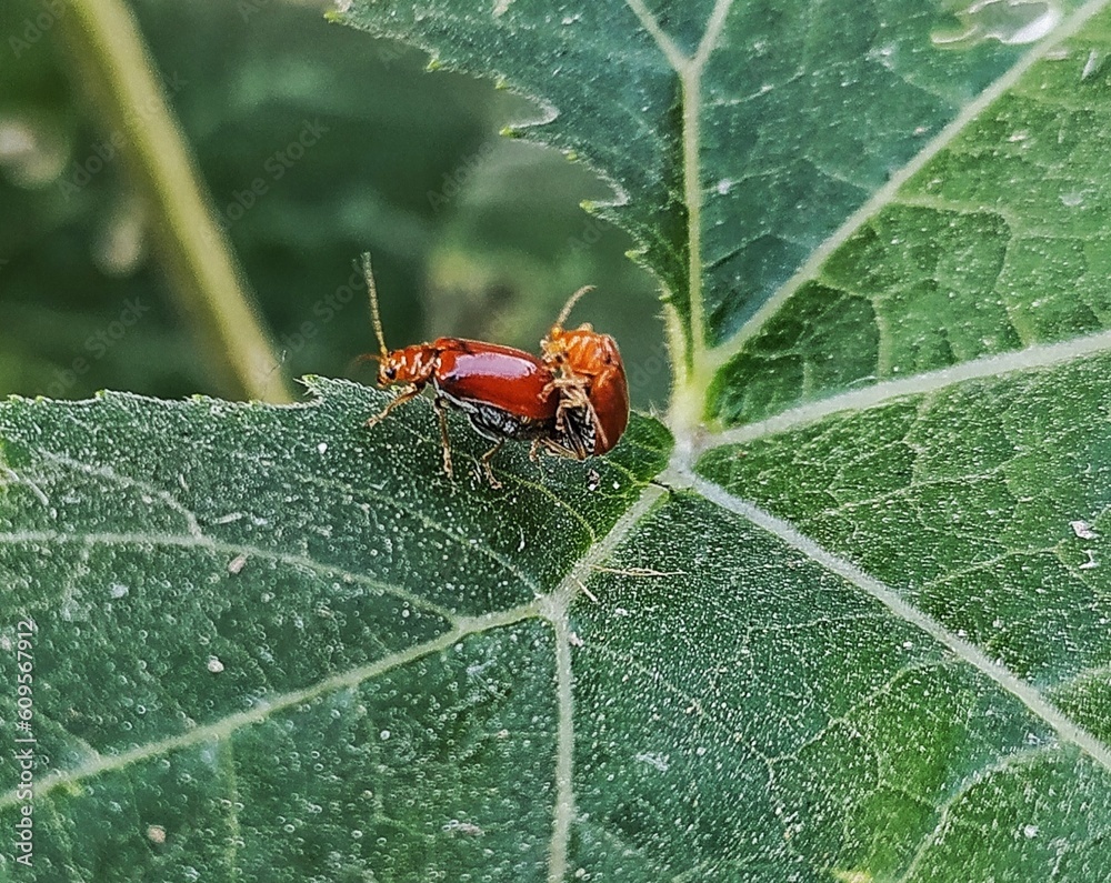 Orange leaf beetle commonly known as pumpkin beetles, Aulacophora