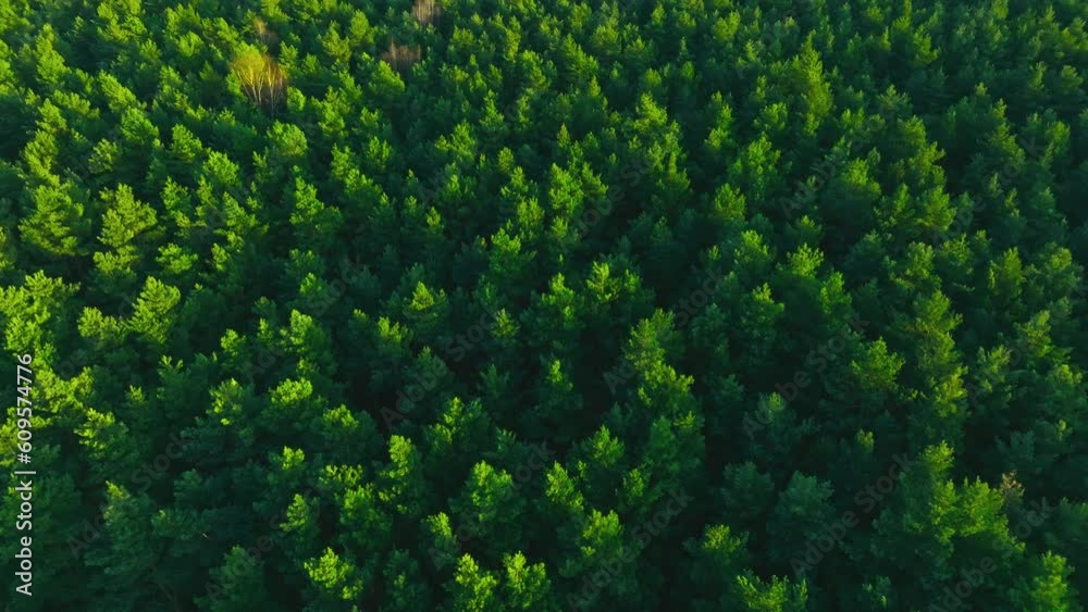 Drone flight over the forest, trees during the setting sun. Aerial view of trees, forest. Beautiful forest seen from the drone, green trees. Drone flight over the forest, trees during the setting sun. Aerial view of trees, forest. Beautiful forest seen from the drone, green trees.