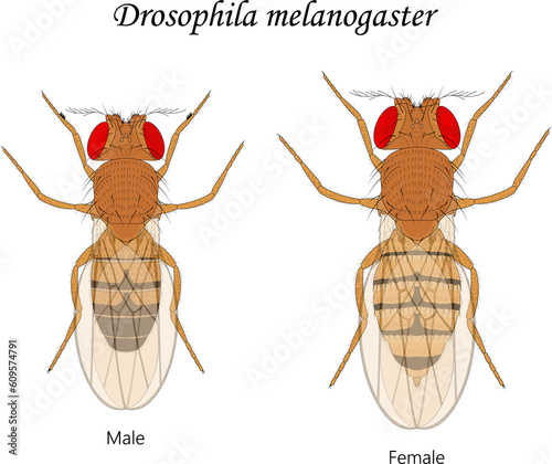 Fruit flies (Drosophila melanogaster), male and female.
