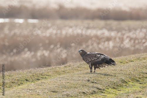 Seeadler an der Küste