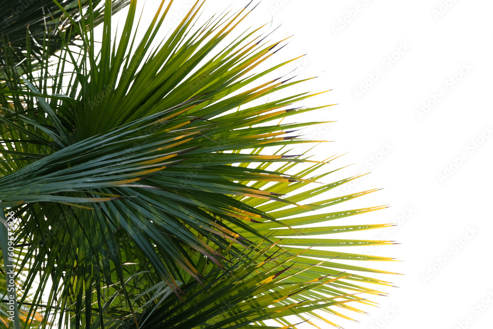 Fototapeta premium palm tree isolated on white