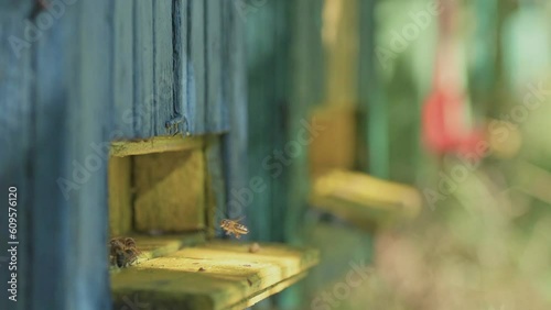 Honey bees flying in and out the hive entrance on honeybee farm, close up. Honey bees in the summer. 
