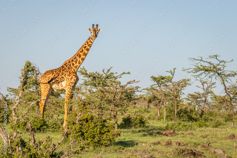 Male Masai giraffe (Giraffa tippelskirchi or Giraffa camelopardalis tippelskirchi) looking at the camera, Mara Naboisho Conservancy, Kenya. Male Masai giraffe (Giraffa tippelskirchi or Giraffa camelopardalis tippelskirchi) looking at the camera, Mara Naboisho Conservancy, Kenya.