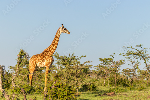 Male Masai giraffe (Giraffa tippelskirchi or Giraffa camelopardalis tippelskirchi), Mara Naboisho Conservancy, Kenya. © Gunter