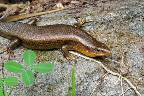 Lizards are a group of scaly reptiles with four legs