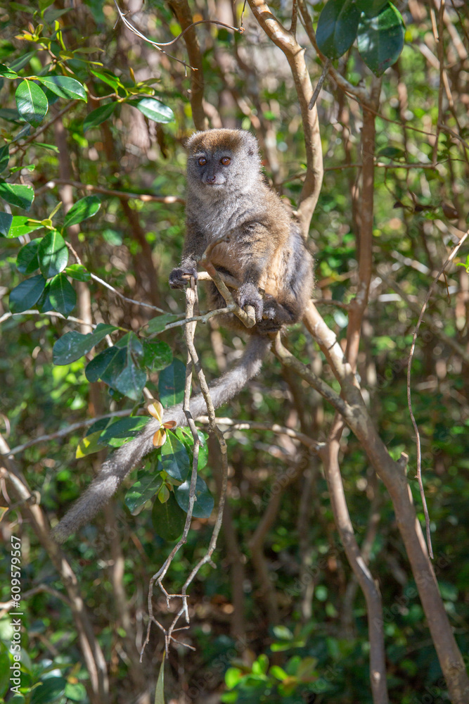 Greater bamboo lemur, Hapalemur simus, one of the world's most