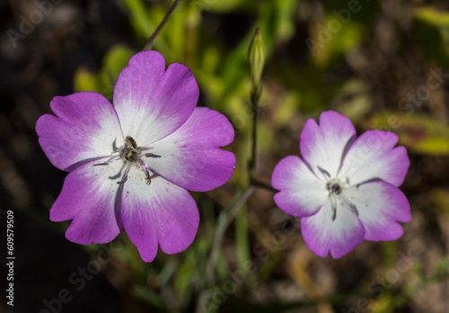 Silene coeli rosa