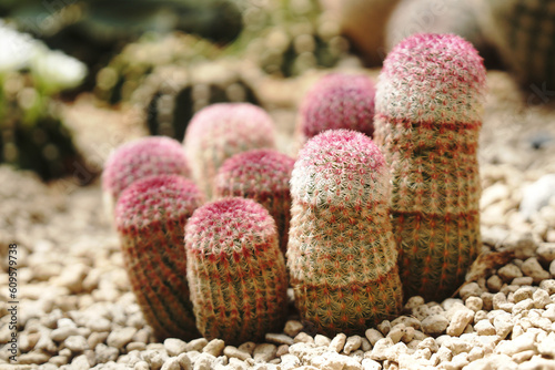 Closeup Red Thorn Echinocereus rigidissimus Cactus or Call Hedgehog cactus at Cactus  Farm House  - red nature abstract desert houseplant 