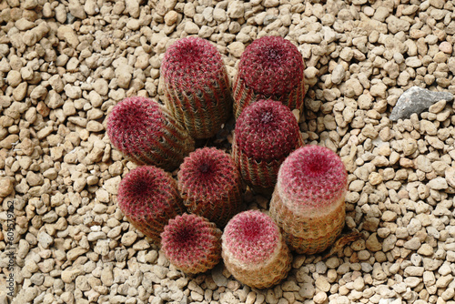 Closeup Red Thorn Echinocereus rigidissimus Cactus or Call Hedgehog cactus at Cactus  Farm House  - red nature abstract desert houseplant  photo