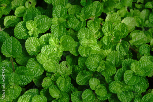 Top view of Green Spearmint, also known as garden mint, common , lamb and mackerel , Kitchen mint - Green Tropical nature scene