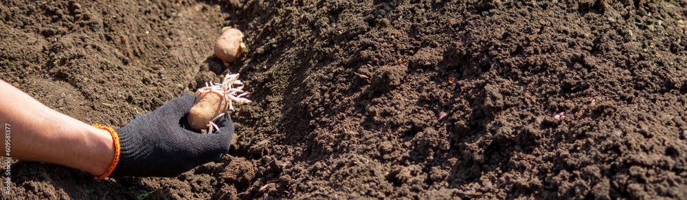 Potato tubers planting into the ground. Early spring preparations for the garden season.