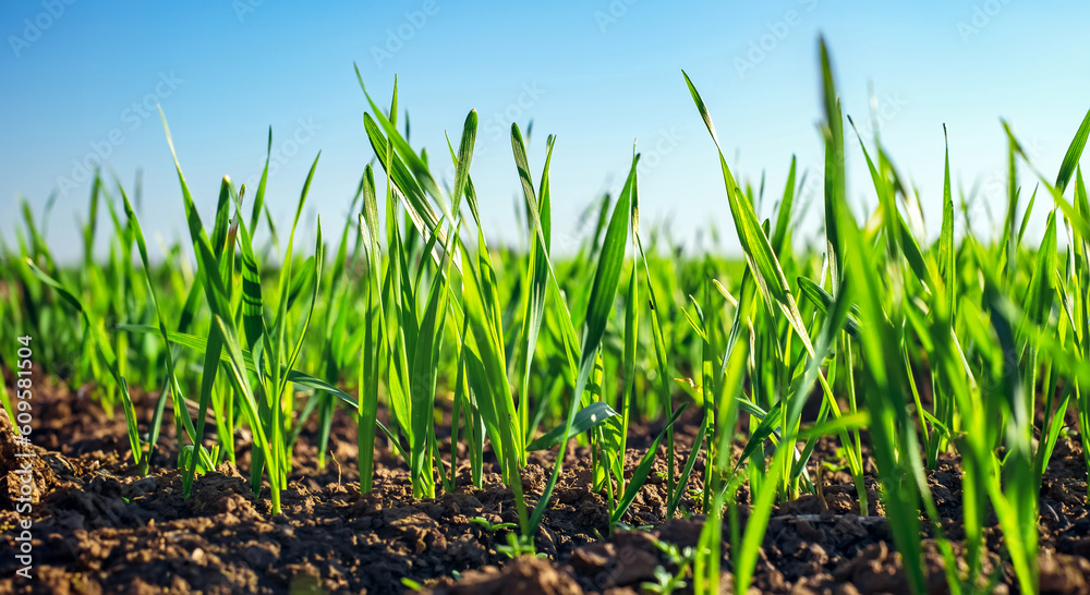 Young sprouts of wheat, closeup view. Young sprouts of wheat, closeup view.
