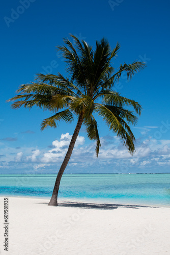 Magical view of the tropical beach. Sea, palm tree and romantic mood.