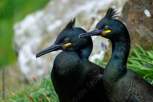 Shag (bird) nesting on an island with prominant crest, nesting on a scottish island photo