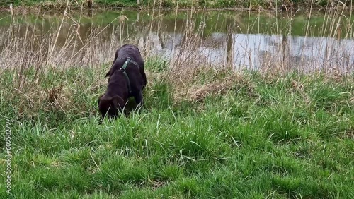 Labrador retriever, Canis lupus familiaris on a grass field. Healthy chocolate brown labrador retriever having fun outdoors at Donauwoerth, Bavaria in Germany photo