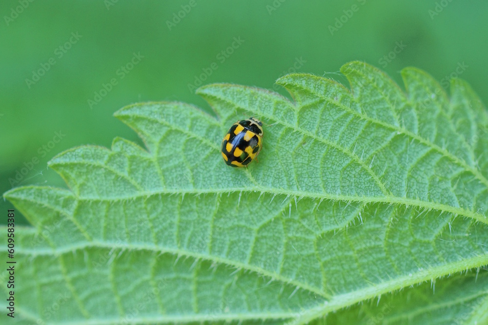 one little yellow black ladybug sits on a green leaf of nettle in nature one little yellow black ladybug sits on a green leaf of nettle in nature