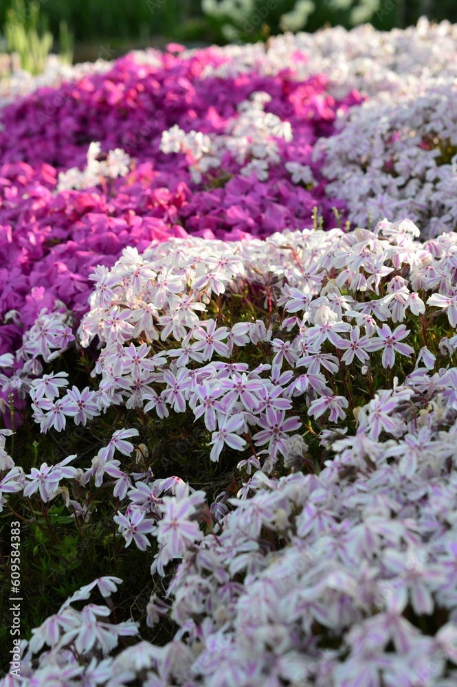 春に咲く「モスフロックス」ハナツメクサ(花詰草、花爪草)芝桜 春に咲く「モスフロックス」ハナツメクサ(花詰草、花爪草)芝桜