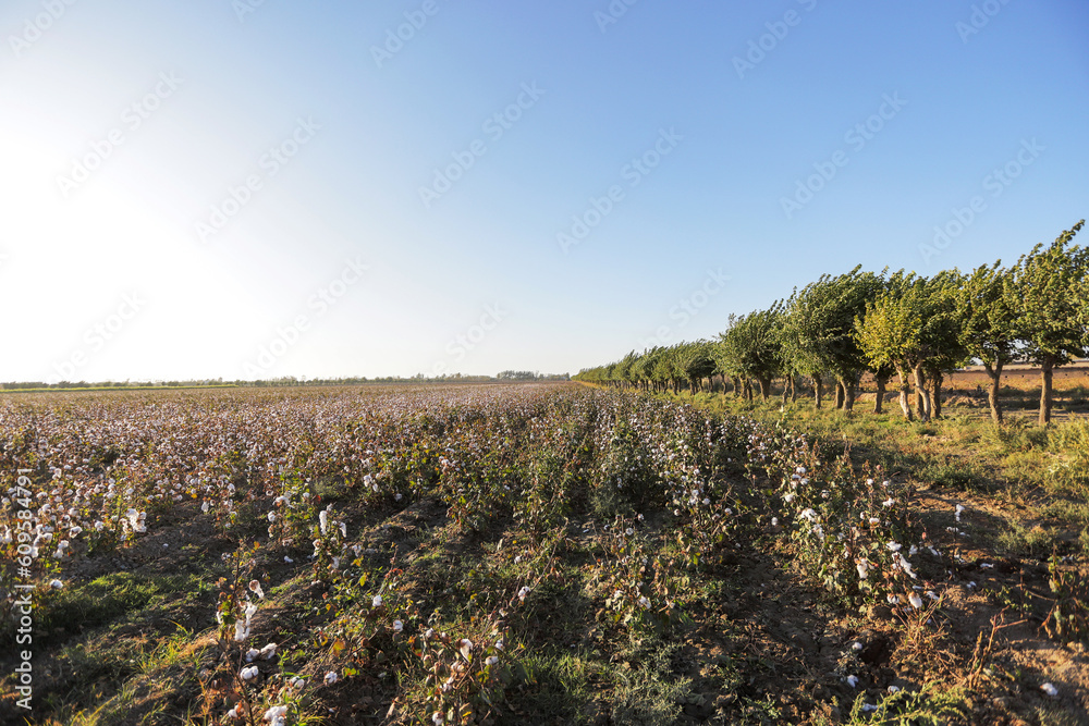 Obraz premium Large field covered with cotton crops
