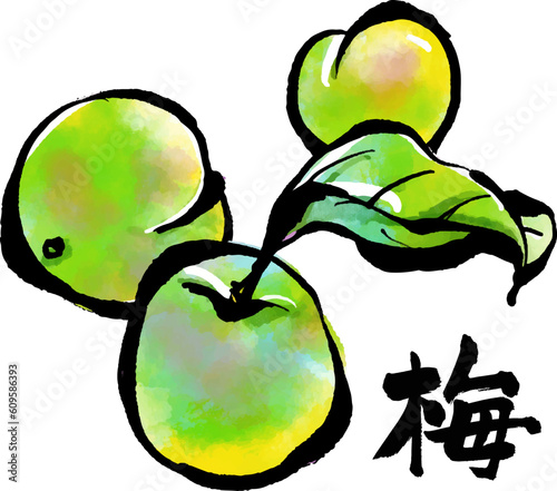 青梅あおうめの手描きイラスト（筆書き水彩墨絵風）