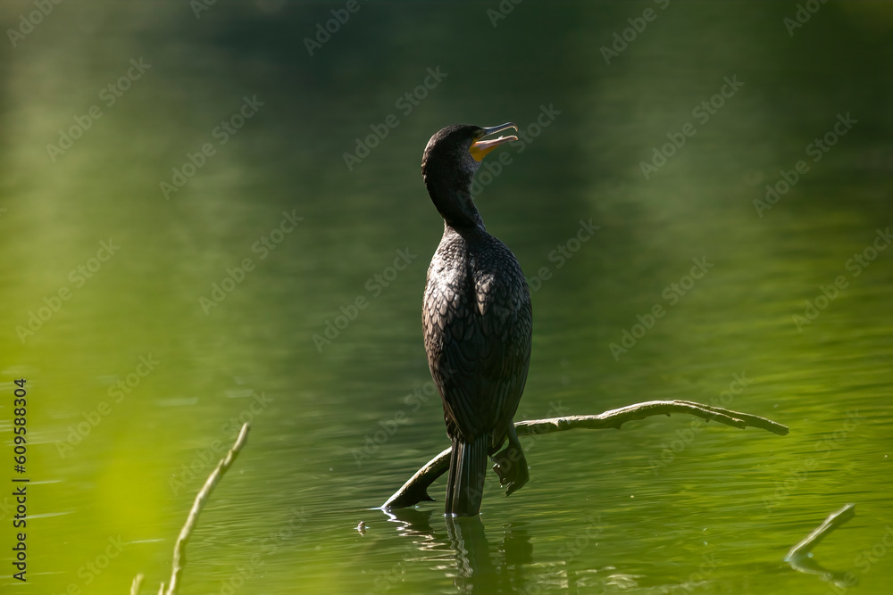 Great cormorant Great cormorant