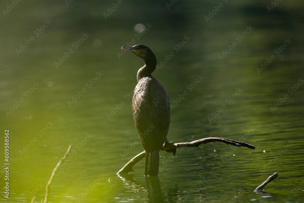 Great cormorant