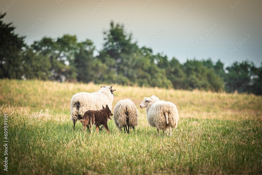 Australian kelpie dog and sheep in the field Australian kelpie dog and sheep in the field