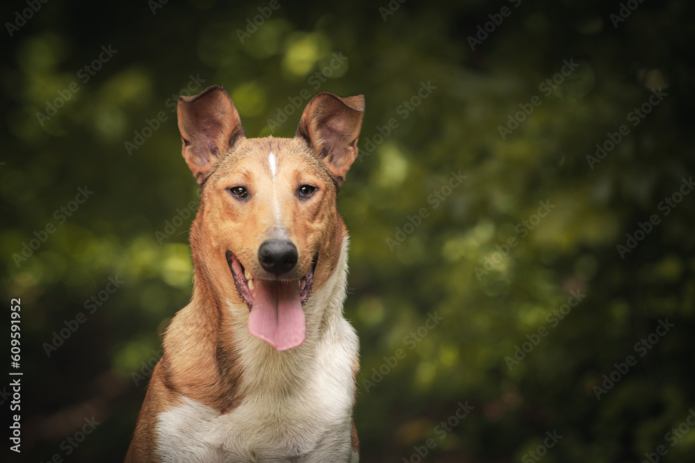 Fototapeta premium Shorthaired Collie Dog detail of head