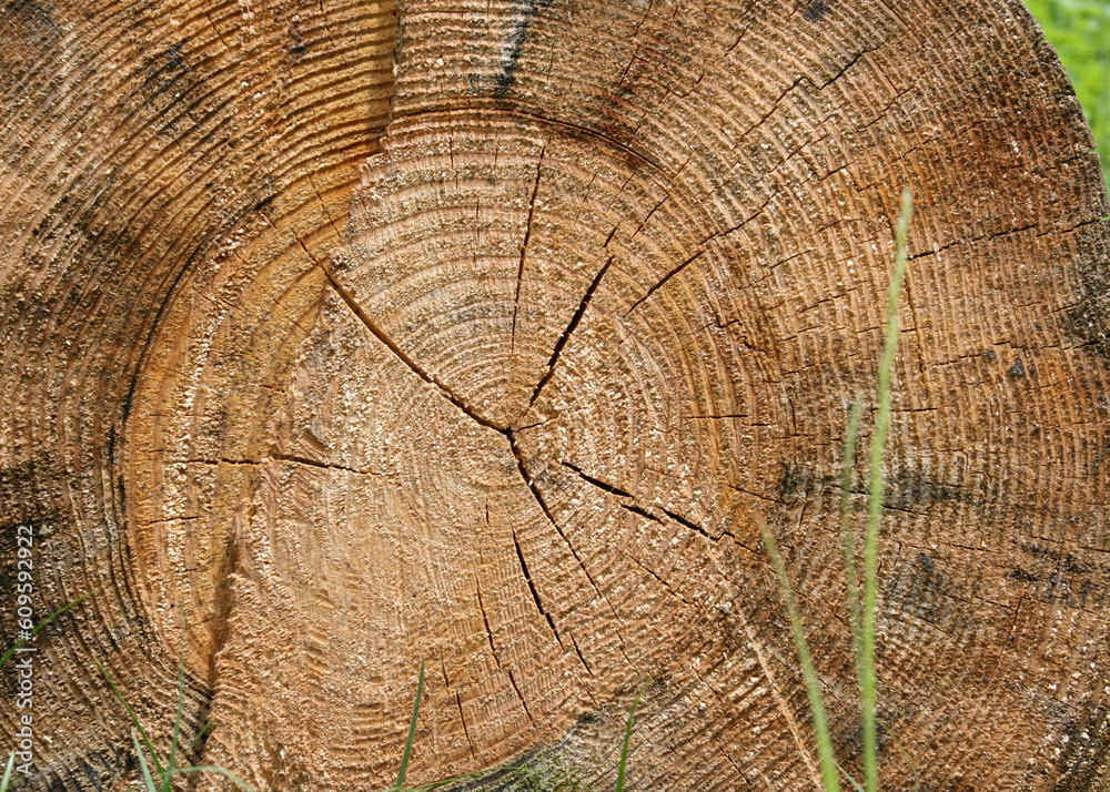 Fototapeta premium Wood texture