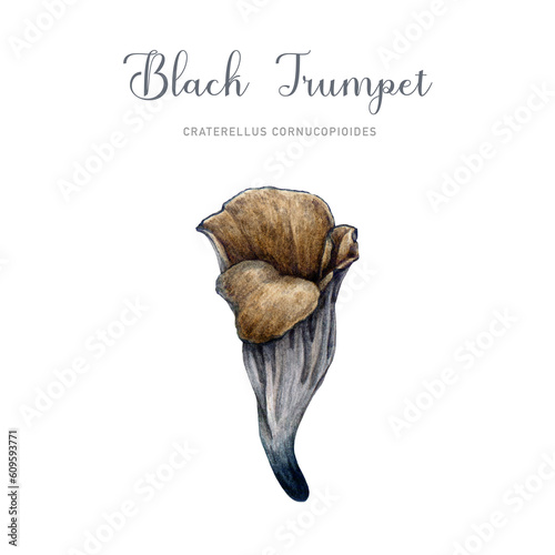 Black chanterelle mushroom. Watercolor illustration. Vintage style. Hand painted Craterellus cornucopioides fungus. Black trumpet forest edible mushroom element. White background photo