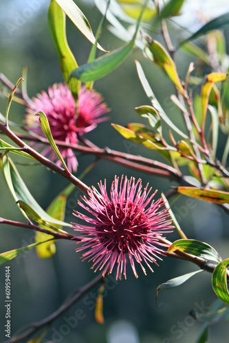 Globular red pink back lit flowers of the Australian native Pin Cushion Hakea, Hakea laurina, family Proteaceae. Endemic to southwest Western Australia. Flowers autumn winter. Called Kodjet  photo