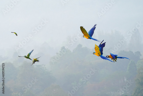 blue and yellow macaw bird flying free