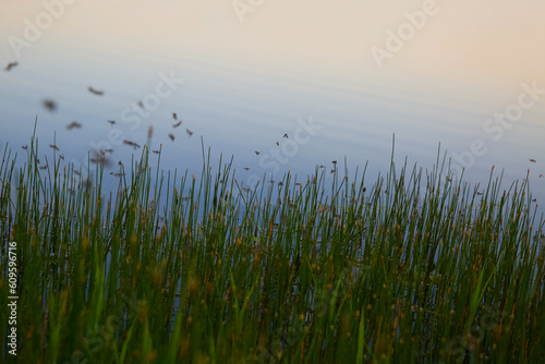 A swarm of mosquitoes over the marsh grass.