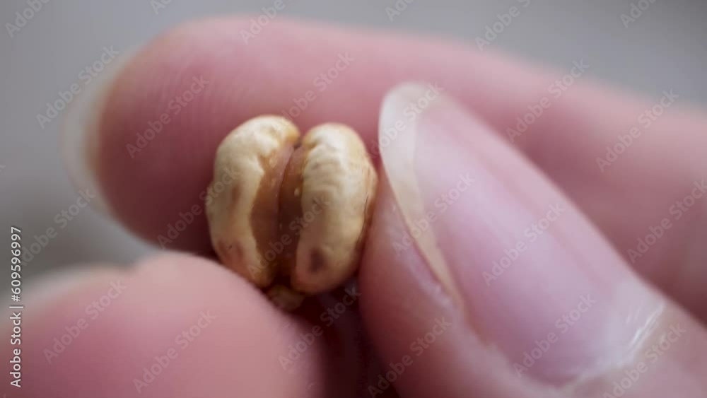 Fingertip detailed motion shot of freshly roasted chickpeas, close-up of unsalted chickpeas from fingertip Fingertip detailed motion shot of freshly roasted chickpeas, close-up of unsalted chickpeas from fingertip