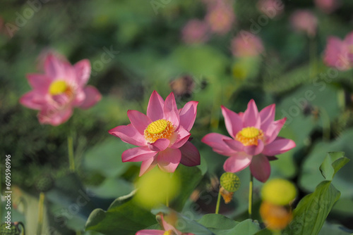 Pink lotus flowers bloom in summer in Tra Ly, Duy Xuyen, Quang Nam (Vietnam)