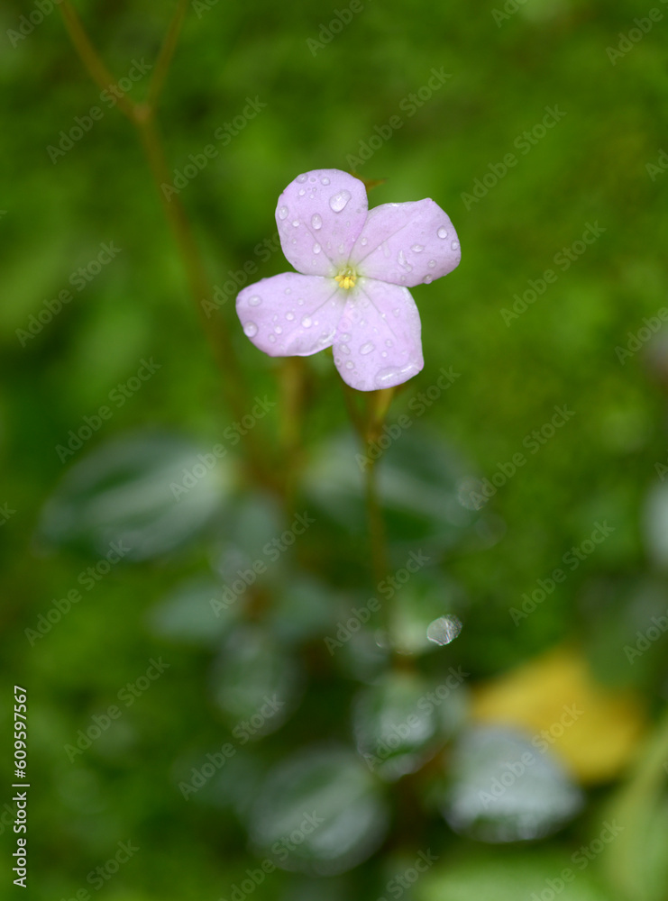 Obraz premium アルスロステンマ・パルヴィフォリウム