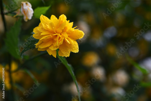 Kerria japonica. Beautiful yellow flower. Flower background  garden flowers. yellow flowers and green leaves close-up. bush in a flowerbed with bright yellow flowers  nature background