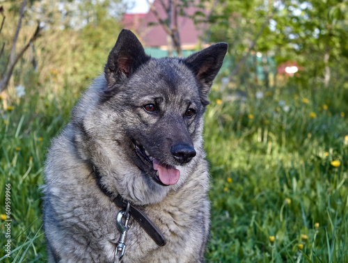 Portrait of a gray Norwegian elk husky in nature.