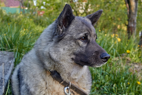 Portrait of a gray Norwegian elk husky in nature.