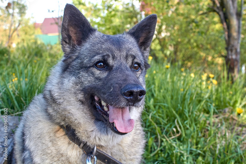 Portrait of a gray Norwegian elk husky in nature.