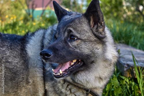 Portrait of a gray Norwegian elk husky in nature.