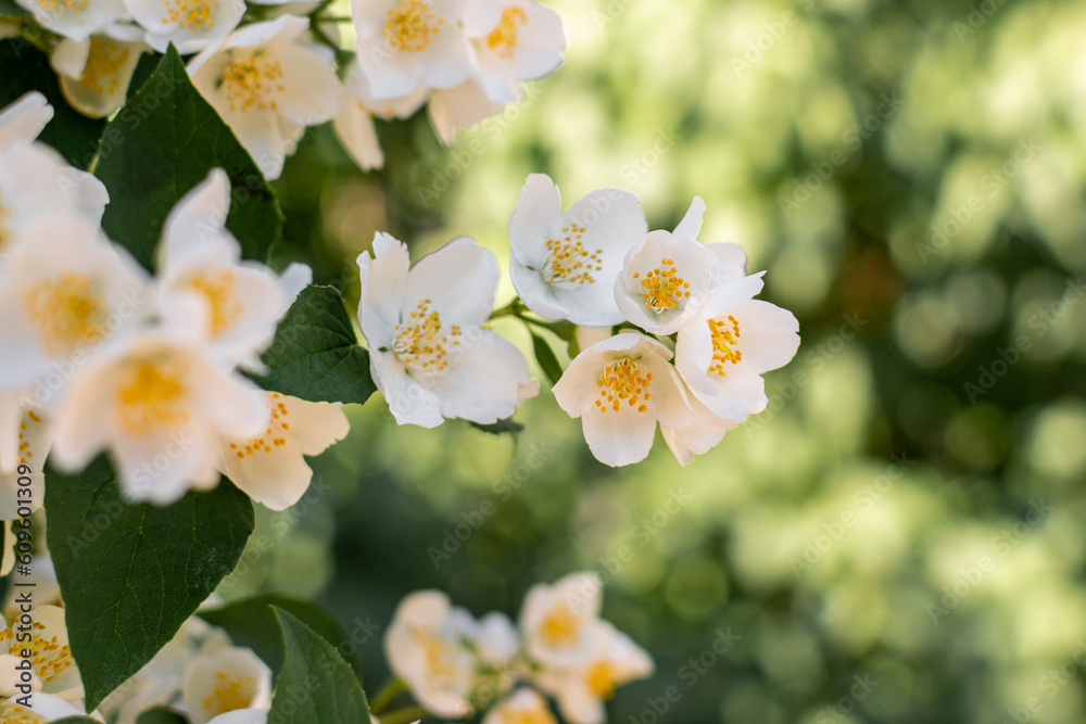 Branch of mock-orange (Philadelphus) shrub with blooming whitw flowers on sunny summer day Branch of mock-orange (Philadelphus) shrub with blooming whitw flowers on sunny summer day
