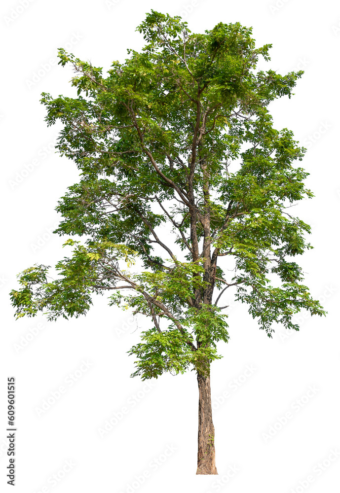 Fototapeta premium transparent PNG tree removed original background